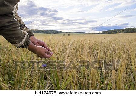 Stock Photography - Arms of Mari man examining plants in rural field. Fotosearch