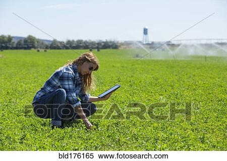Caucasian farmer using digital tablet in field View Large Photo Image Stock Photography - Caucasian farmer using digital tablet in field. Fotosearch