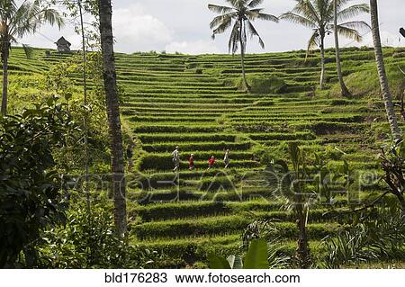 Caucasian tourists walking in rural rice paddy View Large Photo Image Stock Image - Caucasian tourists walking in rural rice paddy. Fotosearch