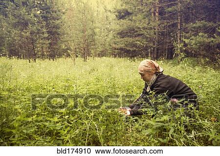 Stock Image - Caucasian woman picking berries in field. Fotosearch
