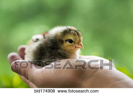Stock Photo - Chick sitting in hand of person. Fotosearch