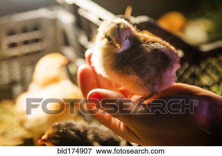 Chick standing on hand of person View Large Photo Image Stock Photo - Chick standing on hand of person. Fotosearch