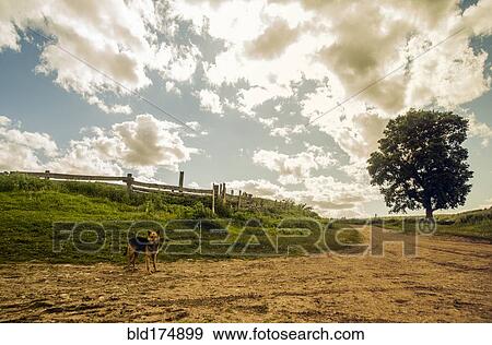 Dog on rural dirt path View Large Photo Image Stock Photo - Dog on rural dirt path. Fotosearch