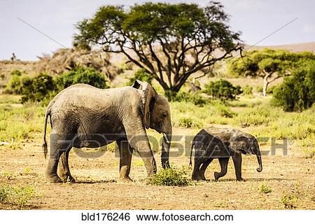 Stock Photograph - Elephant and calf walking in sand. Fotosearch