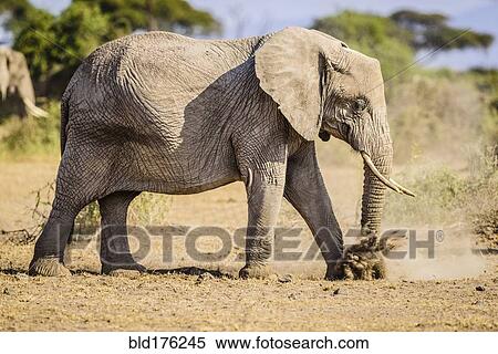 Elephant walking in sand View Large Photo Image Stock Photography - Elephant walking in sand. Fotosearch