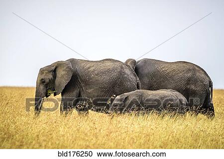 Stock Image - Elephants and calf walking in savanna. Fotosearch