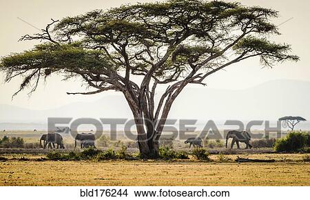 Elephants under trees in savanna landscape View Large Photo Image Picture - Elephants under trees in savanna landscape. Fotosearch