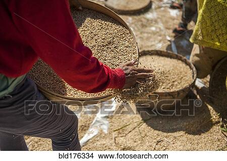 Farmer harvesting rice in rural field View Large Photo Image Picture - Farmer harvesting rice in rural field. Fotosearch