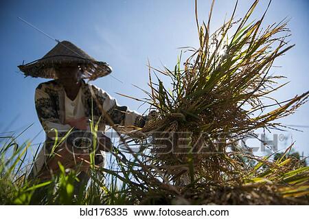 Farmer harvesting rice in rural field View Large Photo Image Stock Photography - Farmer harvesting rice in rural field. Fotosearch