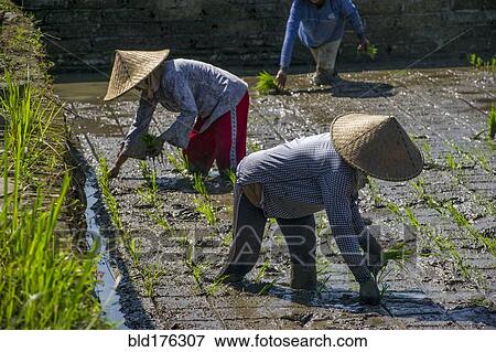 Stock Photo - Farmers planting rice in paddy field. Fotosearch