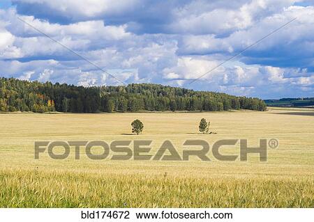 Stock Image - Field in rural landscape. Fotosearch