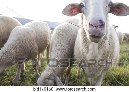 Stock Image - Flock of sheep grazing in field. Fotosearch