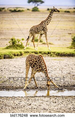 Giraffe drinking at water hole View Large Photo Image Stock Photo - Giraffe drinking at water hole. Fotosearch