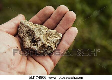 Hand holding ancient fossil View Large Photo Image Stock Photograph - Hand holding ancient fossil. Fotosearch