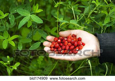 Stock Photo - Hand of Caucasian woman holding berries. Fotosearch