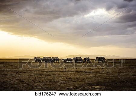 Stock Photo - Herd of elephants in savanna landscape. Fotosearch