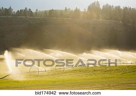 Stock Image - Irrigation system watering crops in farm field. Fotosearch