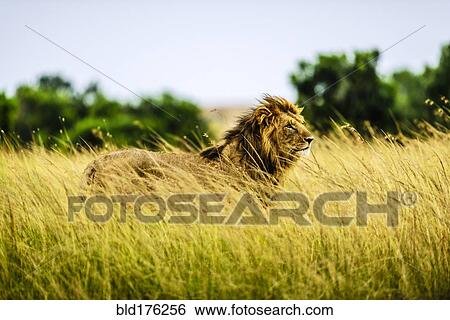 Stock Photograph - Lion standing in tall grass. Fotosearch