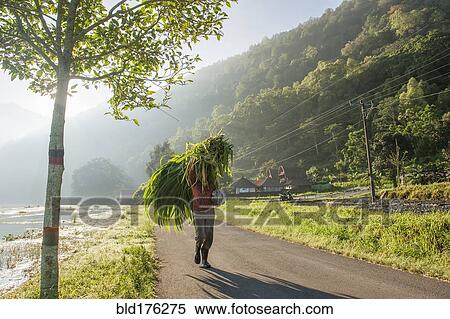 Stock Photography - Man carrying plants for sale on rural road. Fotosearch
