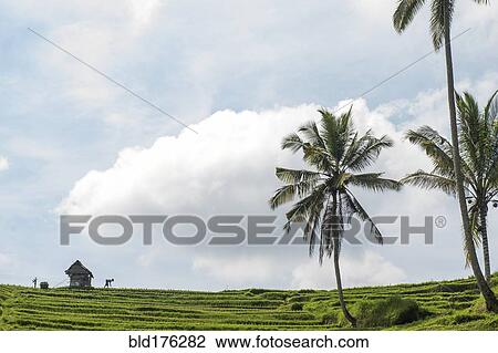 Stock Image - Palm trees and rural rice terrace under cloudy sky. Fotosearch