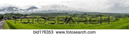 Stock Image - Panoramic view of rural rice paddies, Jatiluwih, Bali, Indonesia. Fotosearch