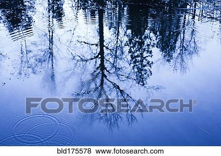 Stock Photo - Reflection of bare trees in rippling water. Fotosearch