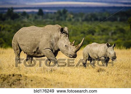 Rhinoceros and calf walking in savanna landscape View Large Photo Image Stock Photo - Rhinoceros and calf walking in savanna landscape. Fotosearch