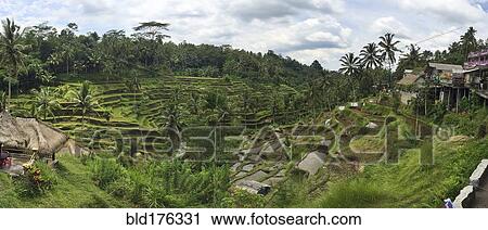 Rural rice terraces on hillside View Large Photo Image Stock Image - Rural rice terraces on hillside. Fotosearch