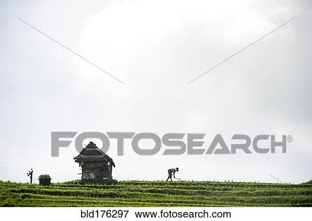 Silhouette of farmer working in rural rice terrace View Large Photo Image Stock Photo - Silhouette of farmer working in rural rice terrace. Fotosearch