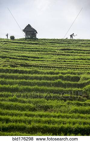 Stock Photo - Silhouette of farmer working in rural rice terrace. Fotosearch