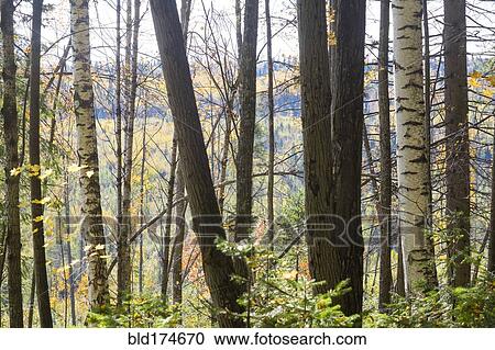 Trees in rural forest View Large Photo Image Stock Image - Trees in rural forest. Fotosearch