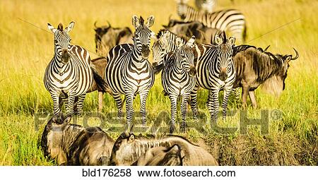 Zebras and wildebeest standing in grass View Large Photo Image Stock Photo - Zebras and wildebeest standing in grass. Fotosearch
