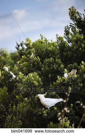 Bird perching in tree View Large Photo Image Stock Photo - Bird perching in tree. Fotosearch
