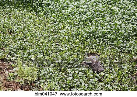 Stock Photo - Buffalo wading through plants in marsh. Fotosearch