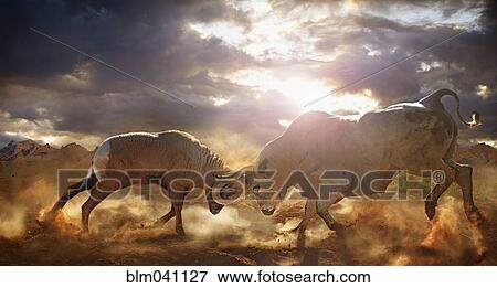 Bull and ram fighting in dusty field View Large Photo Image Stock Photo - Bull and ram fighting in dusty field. Fotosearch