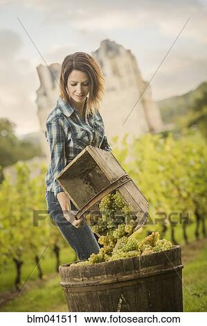 Caucasian farmer gathering grapes in vineyard View Large Photo Image Stock Image - Caucasian farmer gathering grapes in vineyard. Fotosearch
