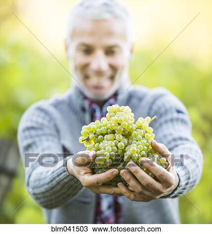 Caucasian farmer holding grapes in vineyard View Large Photo Image Stock Image - Caucasian farmer holding grapes in vineyard. Fotosearch