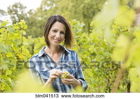 Stock Image - Caucasian farmer tasting grapes in vineyard. Fotosearch
