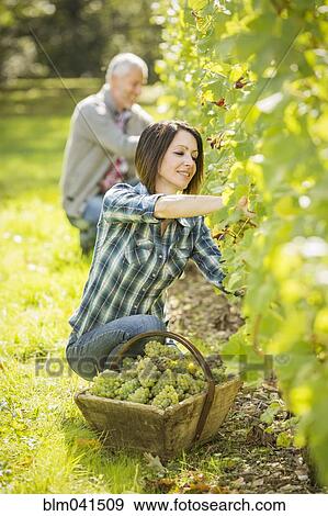 Stock Photo - Caucasian farmers picking grapes in vineyard. Fotosearch