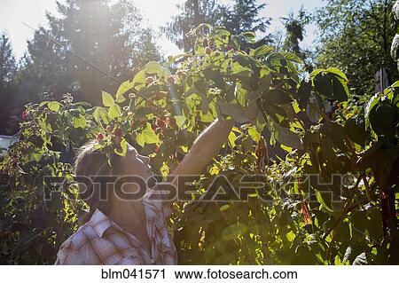 Caucasian woman examining plants in garden View Large Photo Image Stock Image - Caucasian woman examining plants in garden. Fotosearch