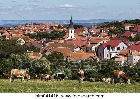 "Cows grazing in field near Poiana Sibiului, Sibiu, Romania" View Large Photo Image Stock Photograph - "Cows grazing in field near Poiana Sibiului, Sibiu, Romania". Fotosearch