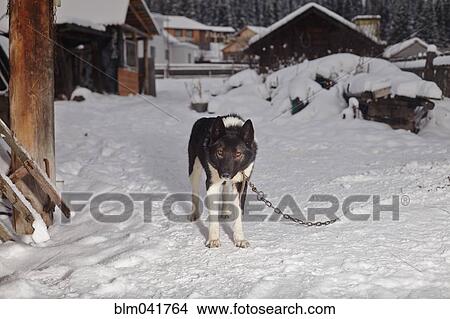 Picture - Dog chained in snowy yard. Fotosearch