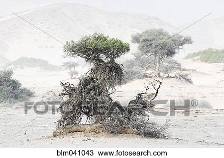 Dry tree roots in desert dust storm View Large Photo Image Stock Image - Dry tree roots in desert dust storm. Fotosearch