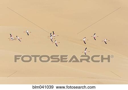 Flamingos flying in desert View Large Photo Image Stock Photo - Flamingos flying in desert. Fotosearch