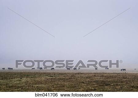Flock of cattle in misty field View Large Photo Image Stock Photograph - Flock of cattle in misty field. Fotosearch
