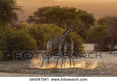 Stock Image - Giraffes fighting in savanna field. Fotosearch