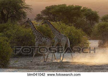 Giraffes walking in savanna field View Large Photo Image Stock Image - Giraffes walking in savanna field. Fotosearch