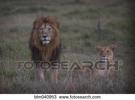 Stock Image - Lion and lioness in remote field. Fotosearch