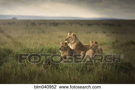 Lioness and cubs laying in remote field View Large Photo Image Stock Image - Lioness and cubs laying in remote field. Fotosearch