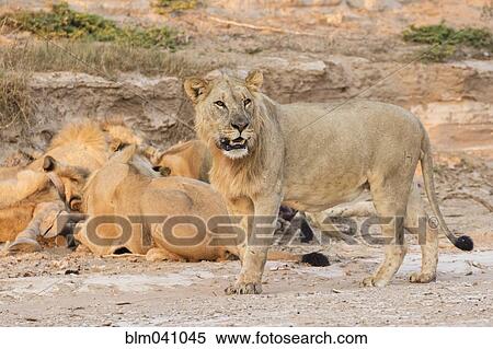 Lions feeding on giraffe carcass View Large Photo Image Stock Photography - Lions feeding on giraffe carcass. Fotosearch